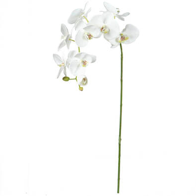 ROGUE Phalaenopsis Orchid