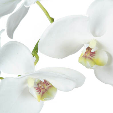 ROGUE Phalaenopsis Orchid