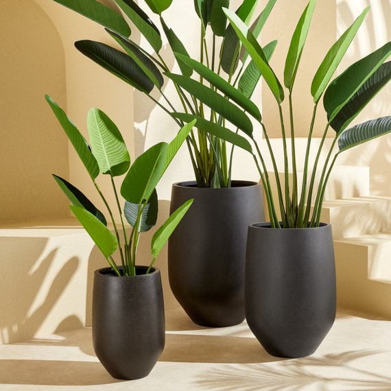 BIRD OF PARADISE Plant Garden Pot