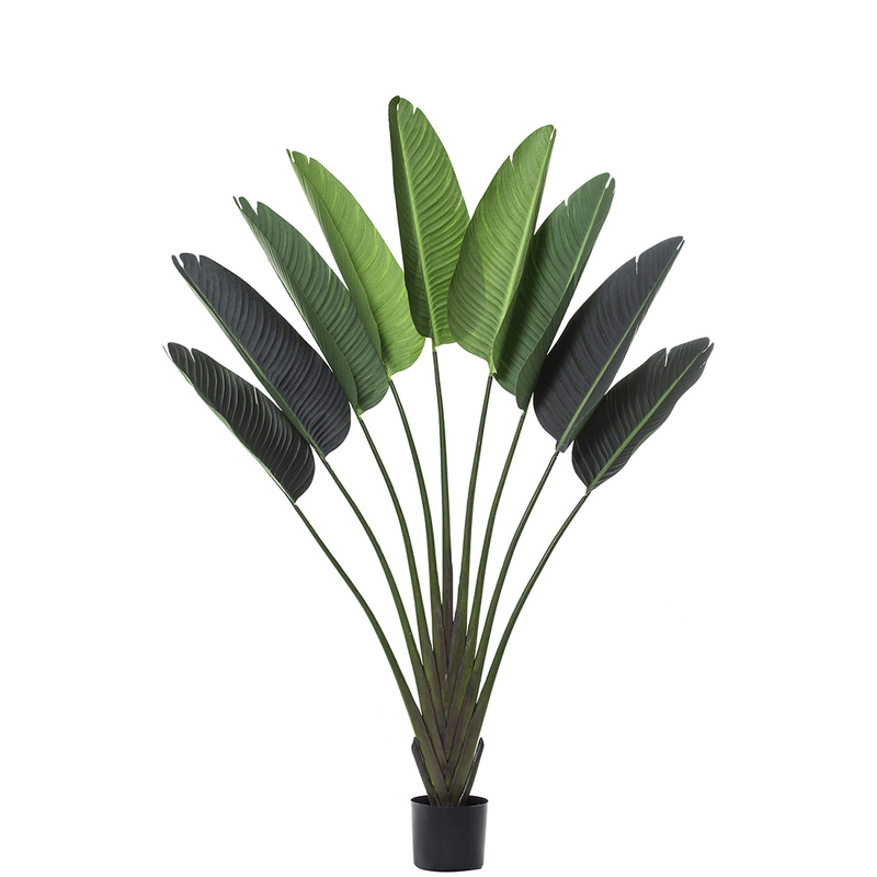can travellers palm grow in a pot