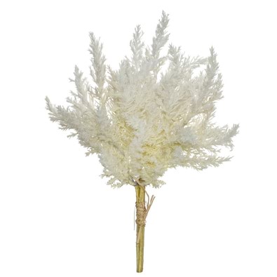 ASTILBE Dried Look Bunch