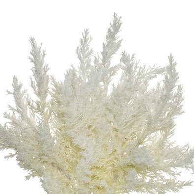 ASTILBE Dried Look Bunch