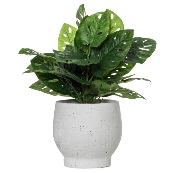 MONSTERA Plant Ceramic Pot