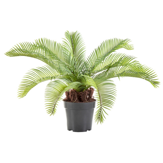 PALM Cycas Garden Pot