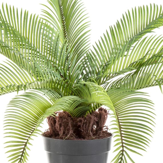 PALM Cycas Garden Pot