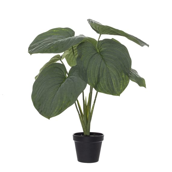 HOSTA Giant Leaf Garden Pot