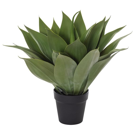 SUCCULENT Agave Garden Pot