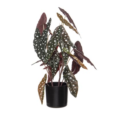 BEGONIA Spotted Garden Pot