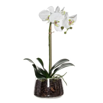 PHALAENOPSIS Orchid Flower Arrangement