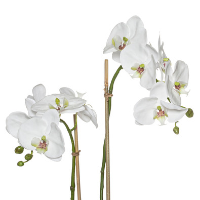 PHALAENOPSIS Orchid Flower Arrangement