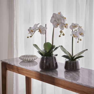 ORCHID Glass Pot Arrangement
