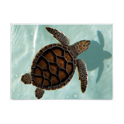 TURTLE SHELL Canvas