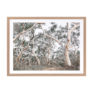 GUM TREE FORREST Framed Print