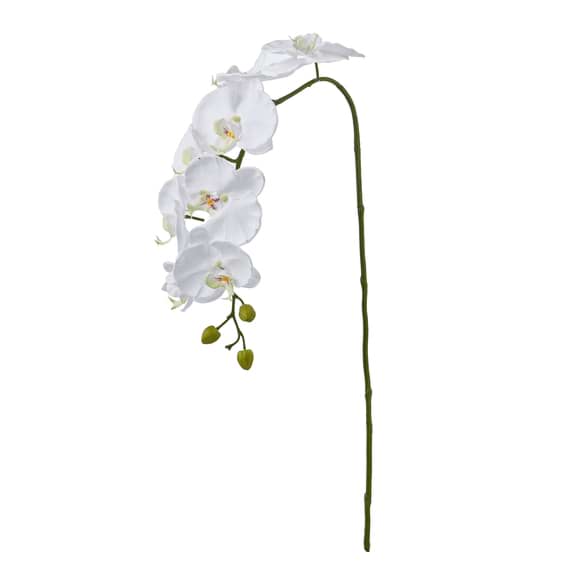 ORCHID Phalaenopsis Spray