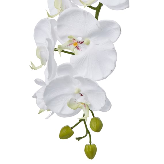 ORCHID Phalaenopsis Spray