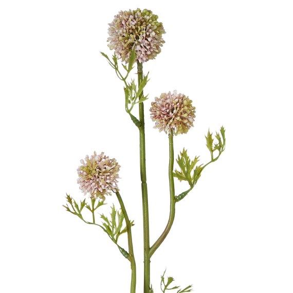 ALLIUM Three Head Stem