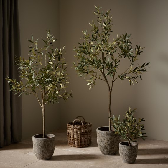 OLIVE Tree Garden Pot