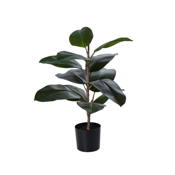 RUBBER PLANT Tree Garden Pot