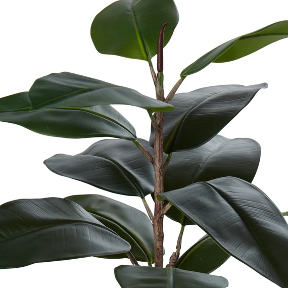 RUBBER PLANT Tree Garden Pot