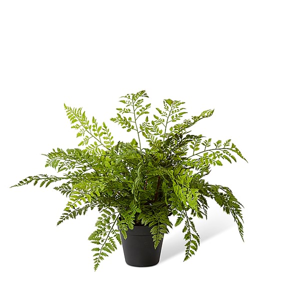 TASSEL FERN Potted