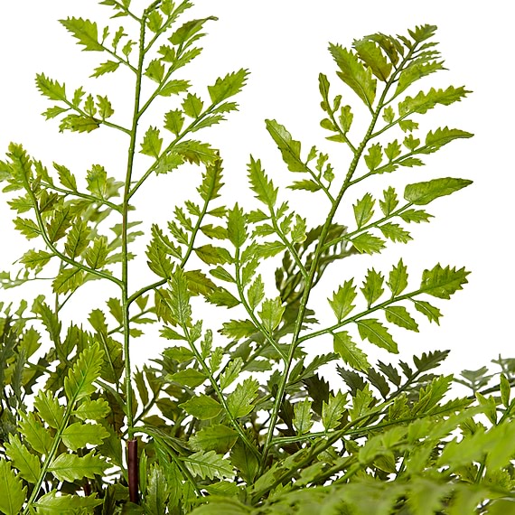 TASSEL FERN Potted