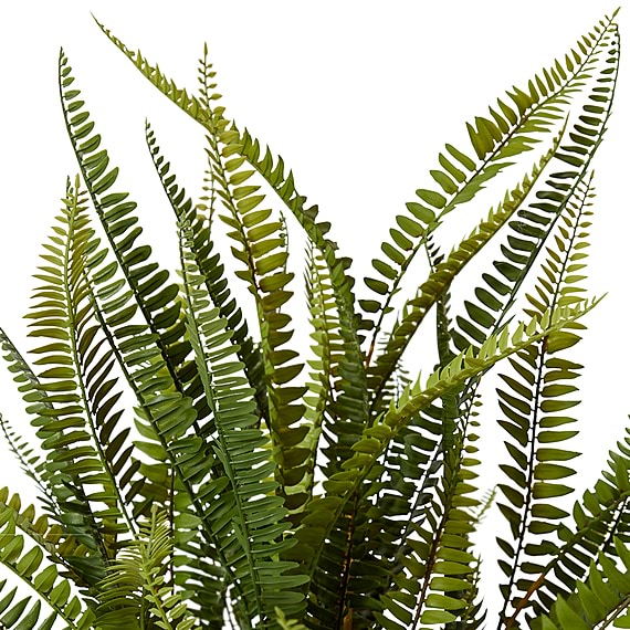 BOSTON FERN Potted