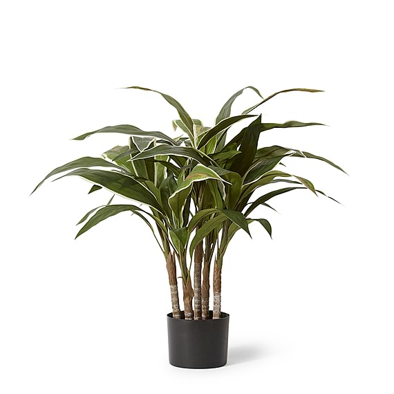 CORDYLINE Plant