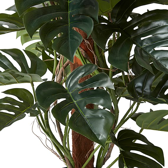 MONSTERA TOTEM Plant