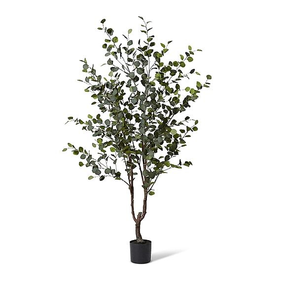 EUCALYPTUS Potted Tree