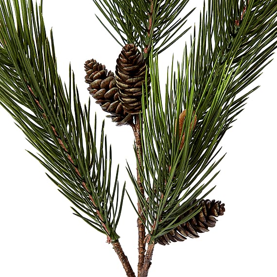 PINE FIR Spray