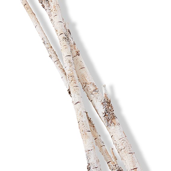 SILVER BIRCH Branch Bundle