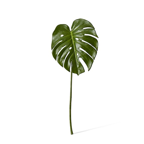 MONSTERA Leaf