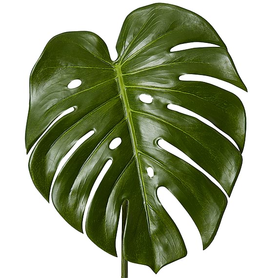 MONSTERA Leaf