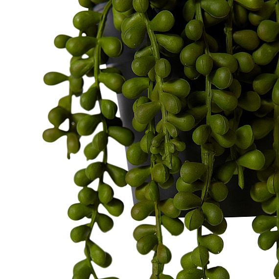 STRING OF PEARLS Potted