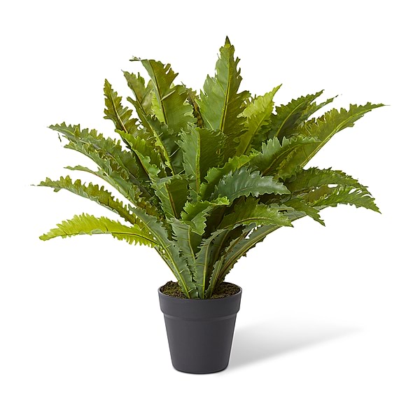 ASPLENIUM Fern