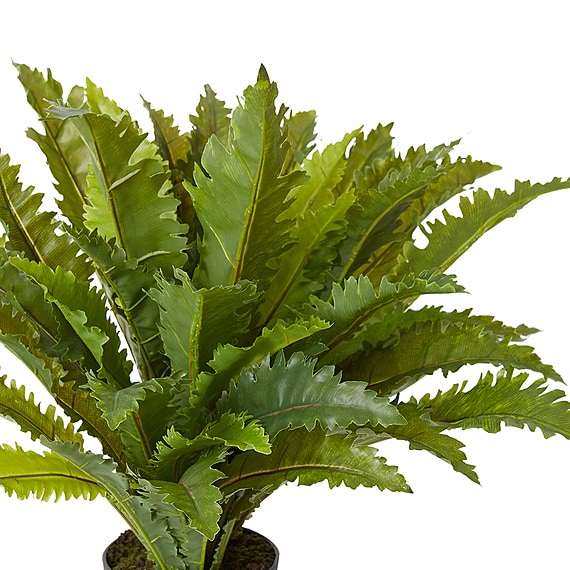 ASPLENIUM Fern