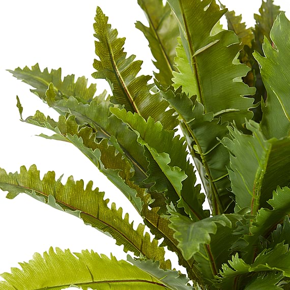 ASPLENIUM Fern