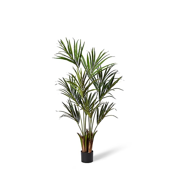 KENTIA PALM Plant