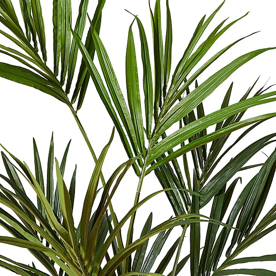 KENTIA PALM Plant