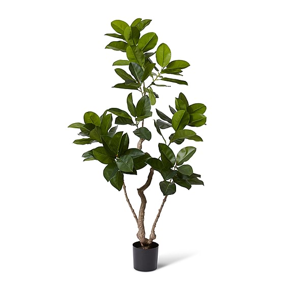 FICUS ALTISSIMA Tree