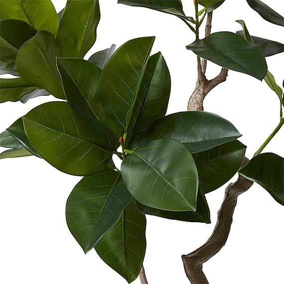 FICUS ALTISSIMA Tree