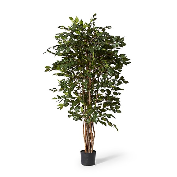 FICUS Tree