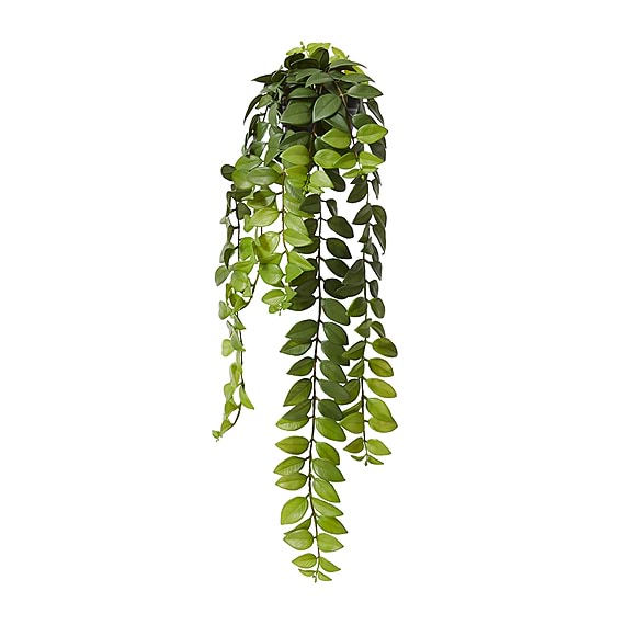 HONEY LOCUST Hanging Plant