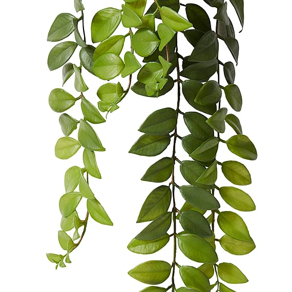 HONEY LOCUST Hanging Plant