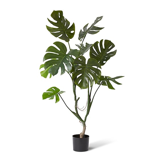 MONSTERA Vine