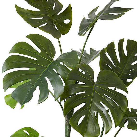 MONSTERA Vine