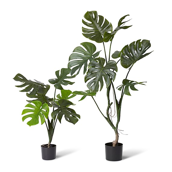 MONSTERA Vine