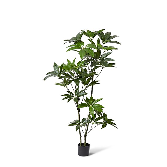 SCHEFFLERA Tree