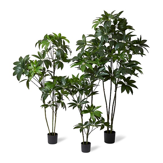 SCHEFFLERA Tree