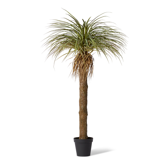 YUCCA TREE Garden Pot